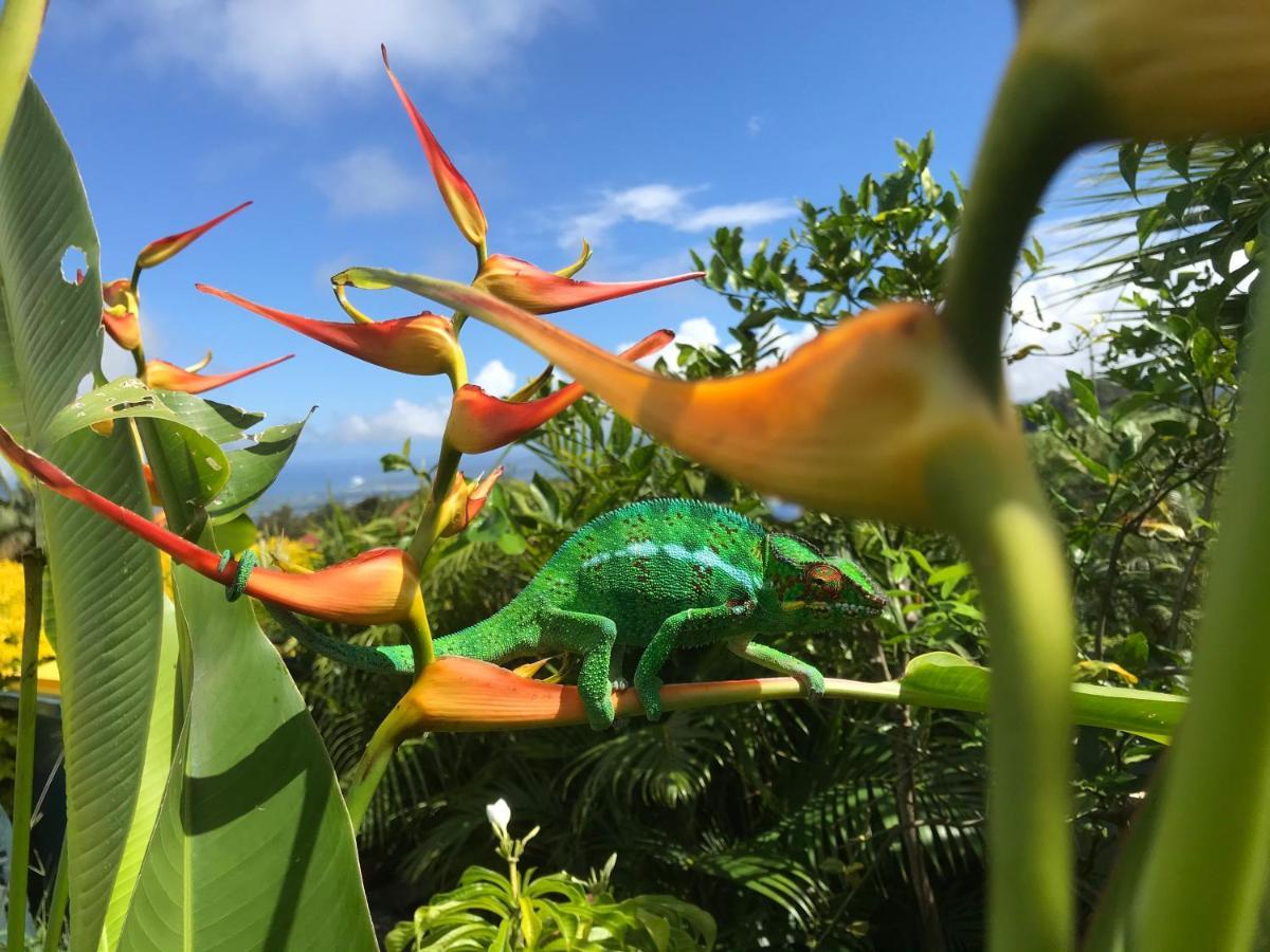 Plumeria Holidays Saint Pierre Bagian luar foto