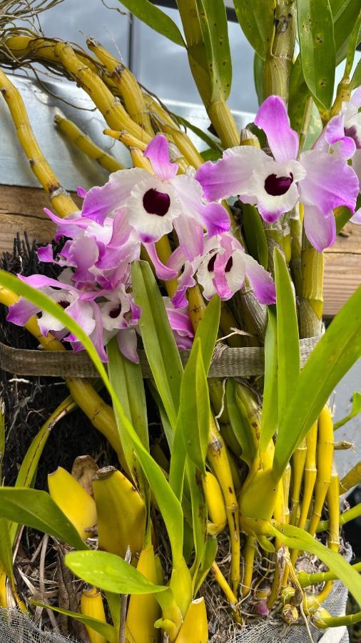 Plumeria Holidays Saint Pierre Bagian luar foto