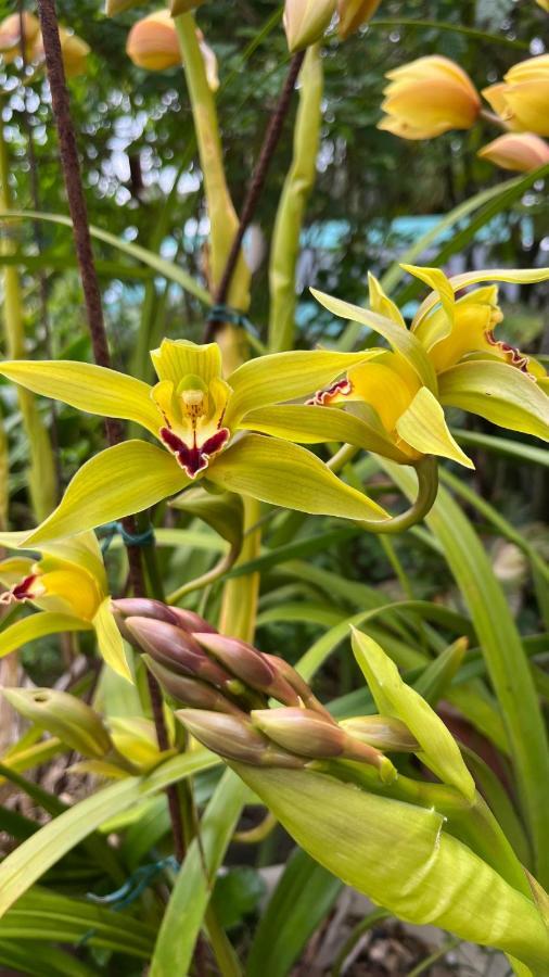 Plumeria Holidays Saint Pierre Bagian luar foto